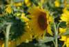 girasoli_small.jpg